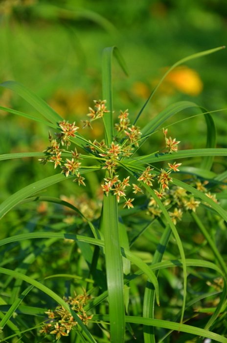 Cyperus alternifolius